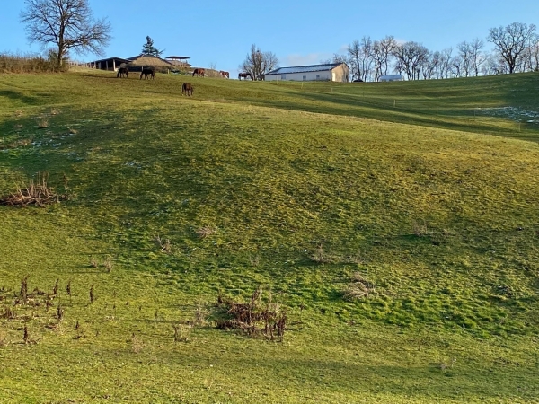 Renovated stone house, stables and 8 ha land