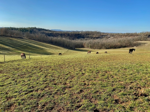 Renovated stone house, stables and 8 ha land